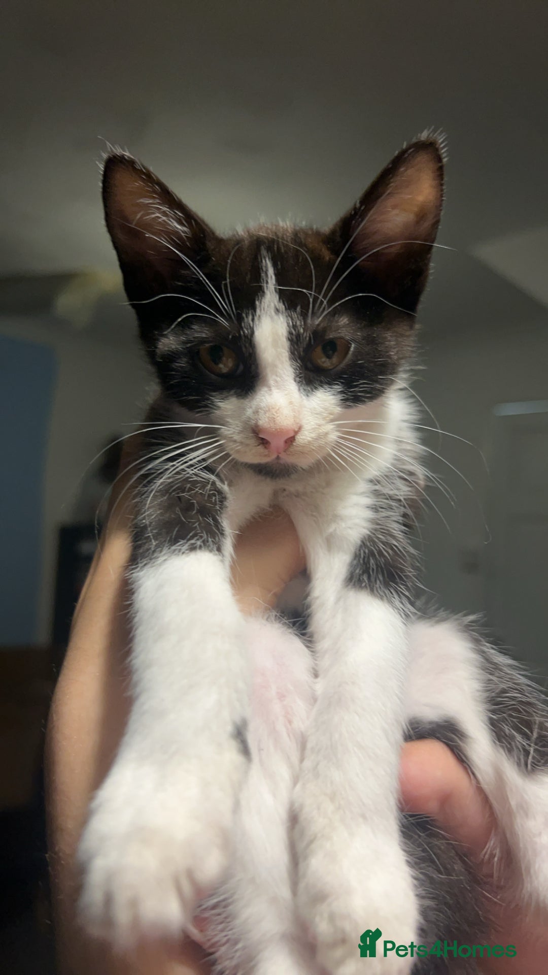 Persian cats for sale: Kittens for sale  - Image 2