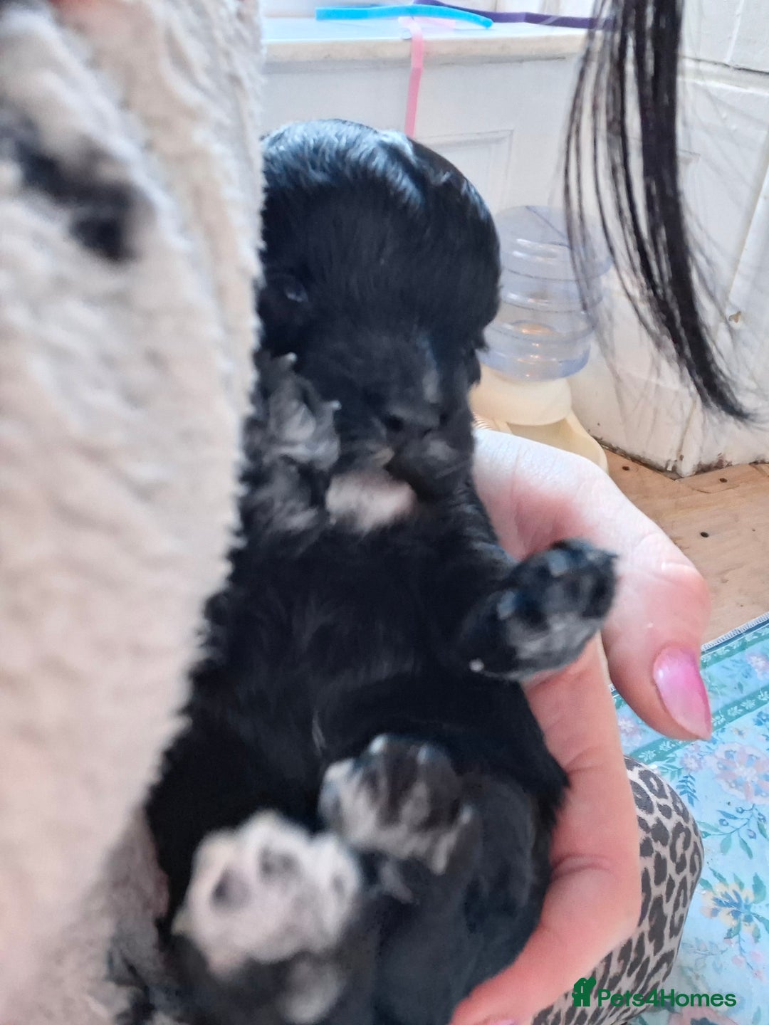 Cockapoo dogs for sale: Cockerpoos looking for forever homes - Advert 5
