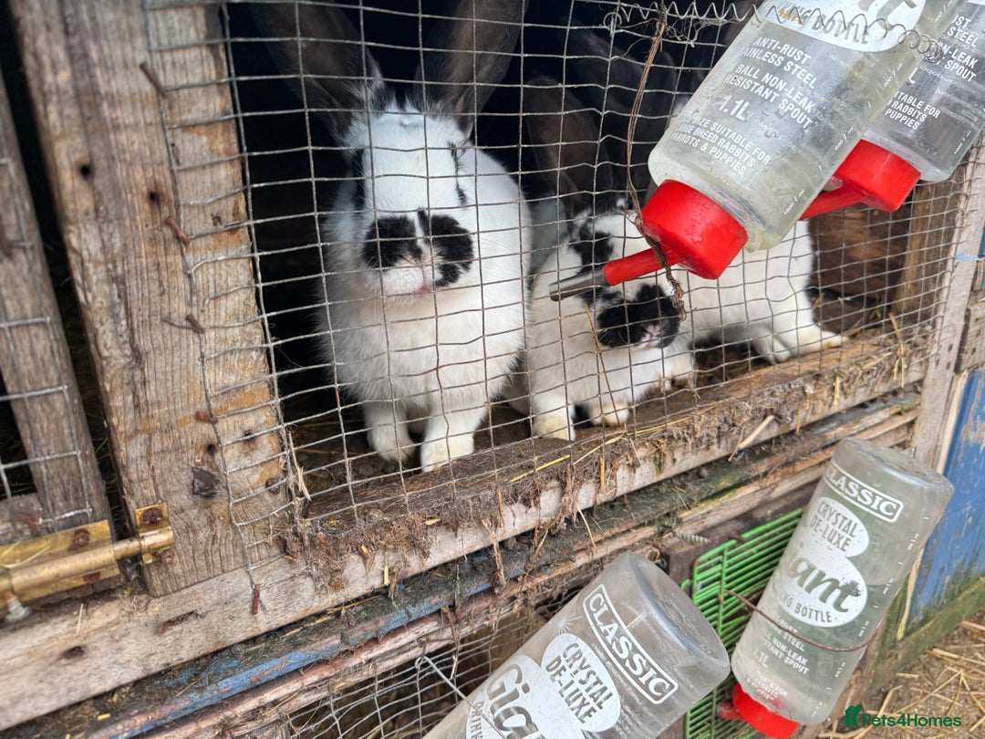 Californian rabbits for sale: Rabbits for you  - Advert 3