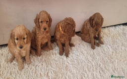 Cockapoo dogs for sale: 2nd generation cockapoo pups - Image 17