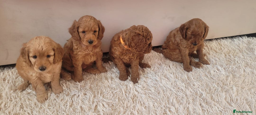 Cockapoo dogs for sale: 2nd generation cockapoo pups - Image 17