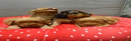 Cockapoo dogs for sale: Cockapoos  - Advert 2