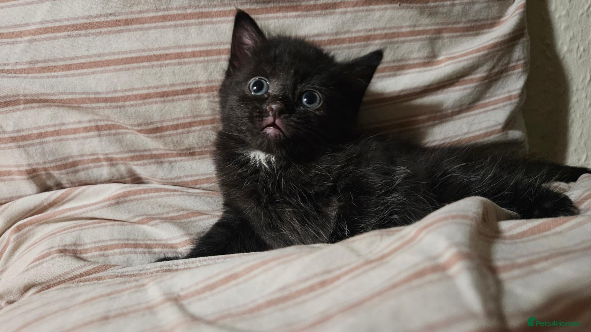 Mixed Breed cats Orphan male kitten needing new family - Advert 4