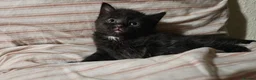 Mixed Breed cats for sale: Orphan male kitten needing new family - Advert 1