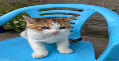 Mixed Breed cats - Advert 13
