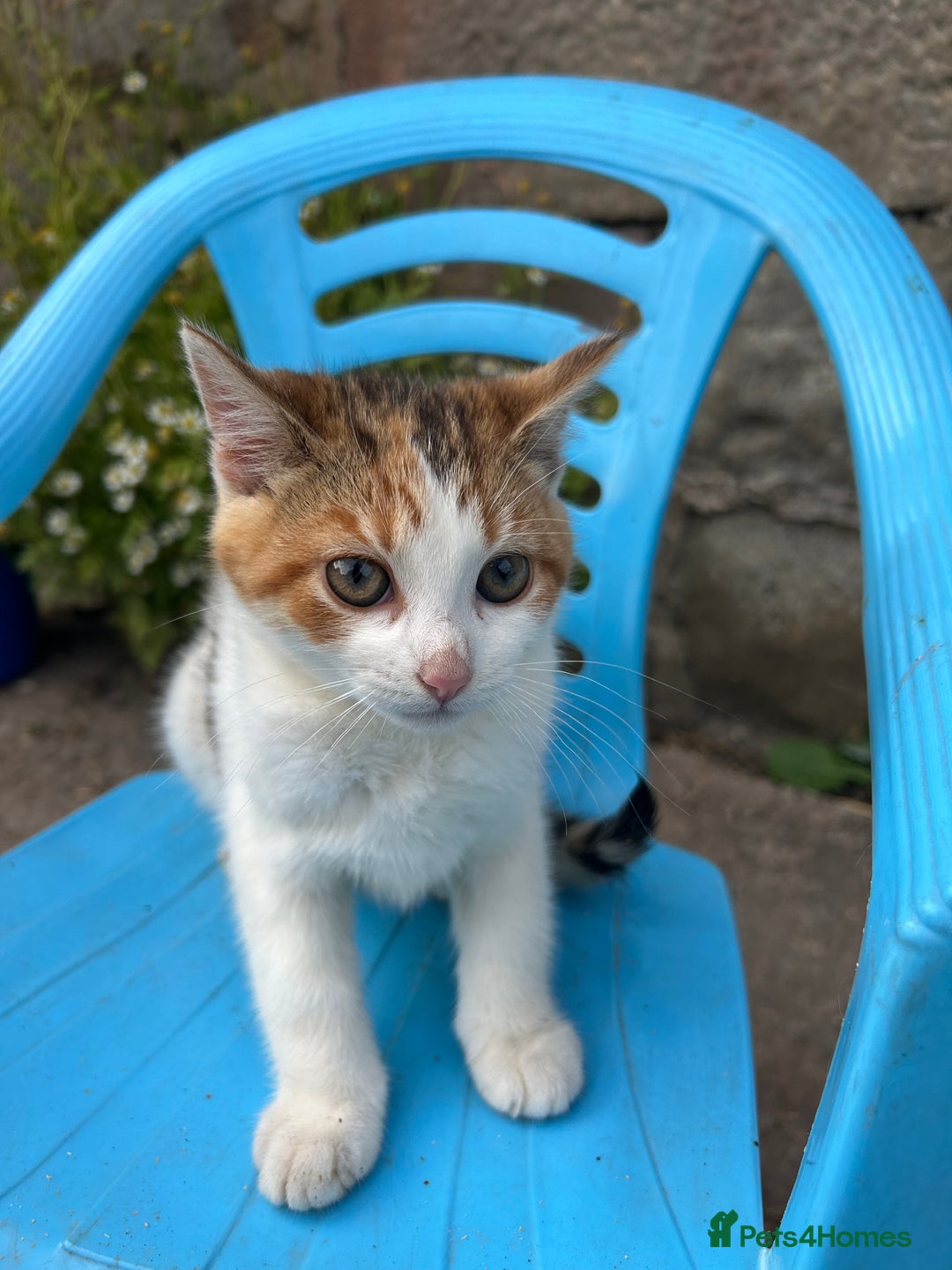 Mixed Breed cats for sale: Beautiful kittens for sale - Image 1
