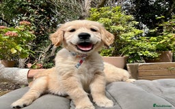Golden Retriever dogs for sale: Golden retriever puppies READY NOW - Image 22