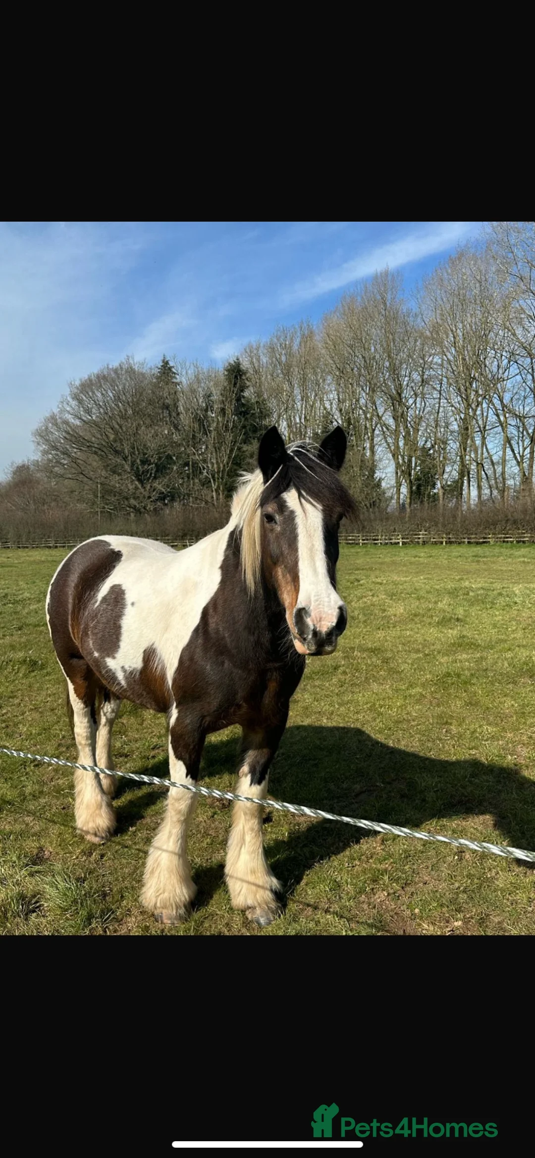 Irish Cob horses for sale: 14,3 gypsy cob mare - Advert 2
