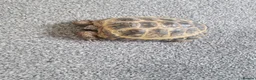 Hermann Tortoise reptiles for sale: Hermann Tortoise  - Advert 4