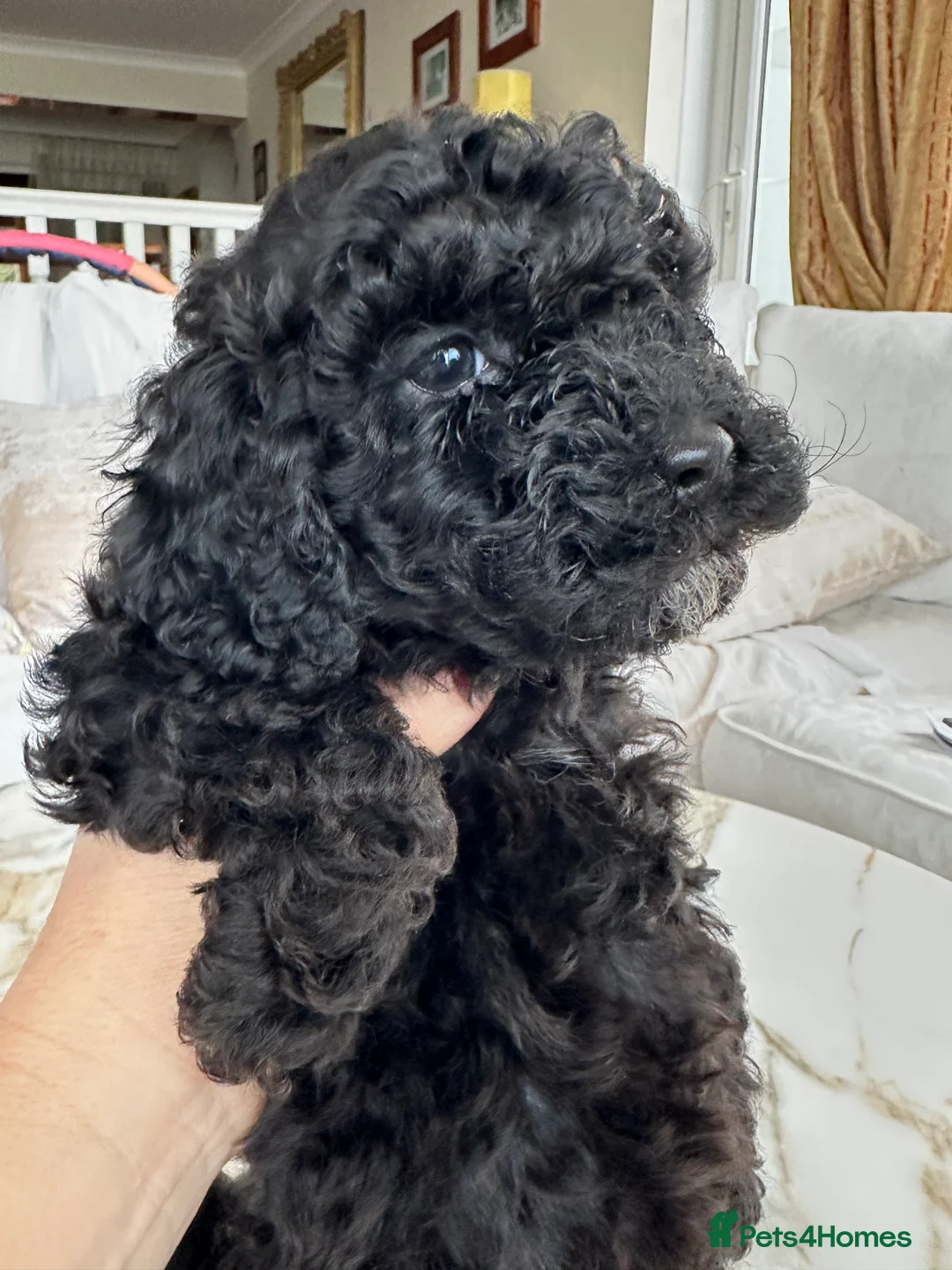 Miniature Poodle dogs for sale: Pedigree club registered 3 Miniature poodles!  - Advert 13