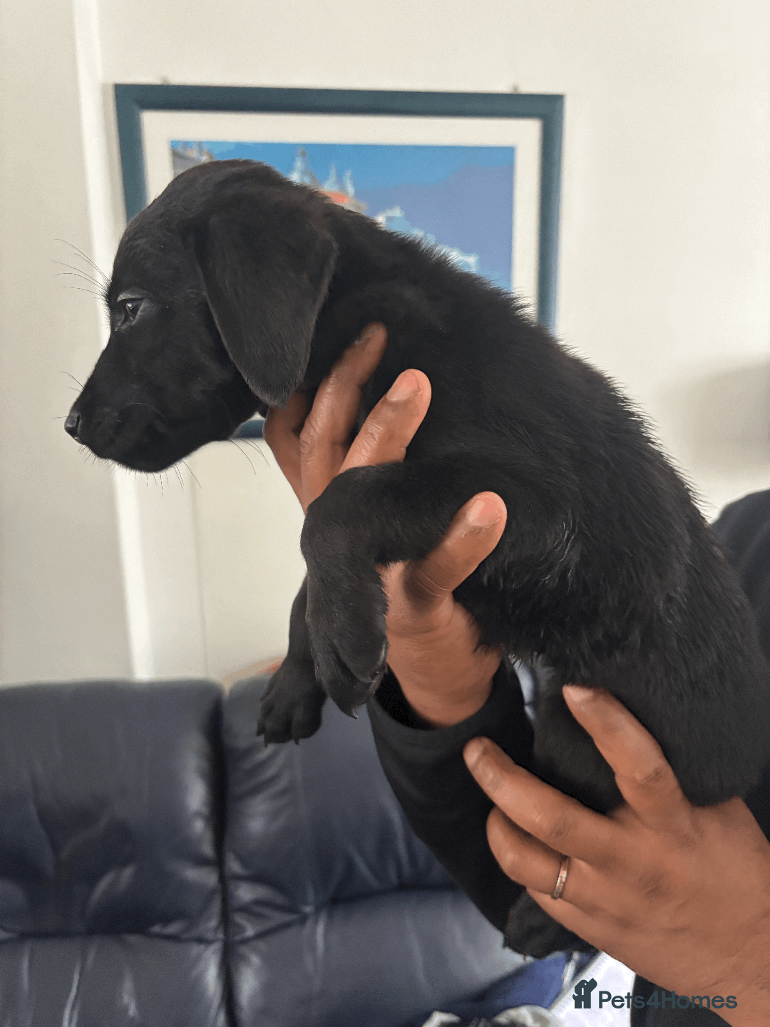Labrador Retriever dogs for sale: Beautiful Labrador Puppies (4 boys 4 girls) in Wishaw - Image 5