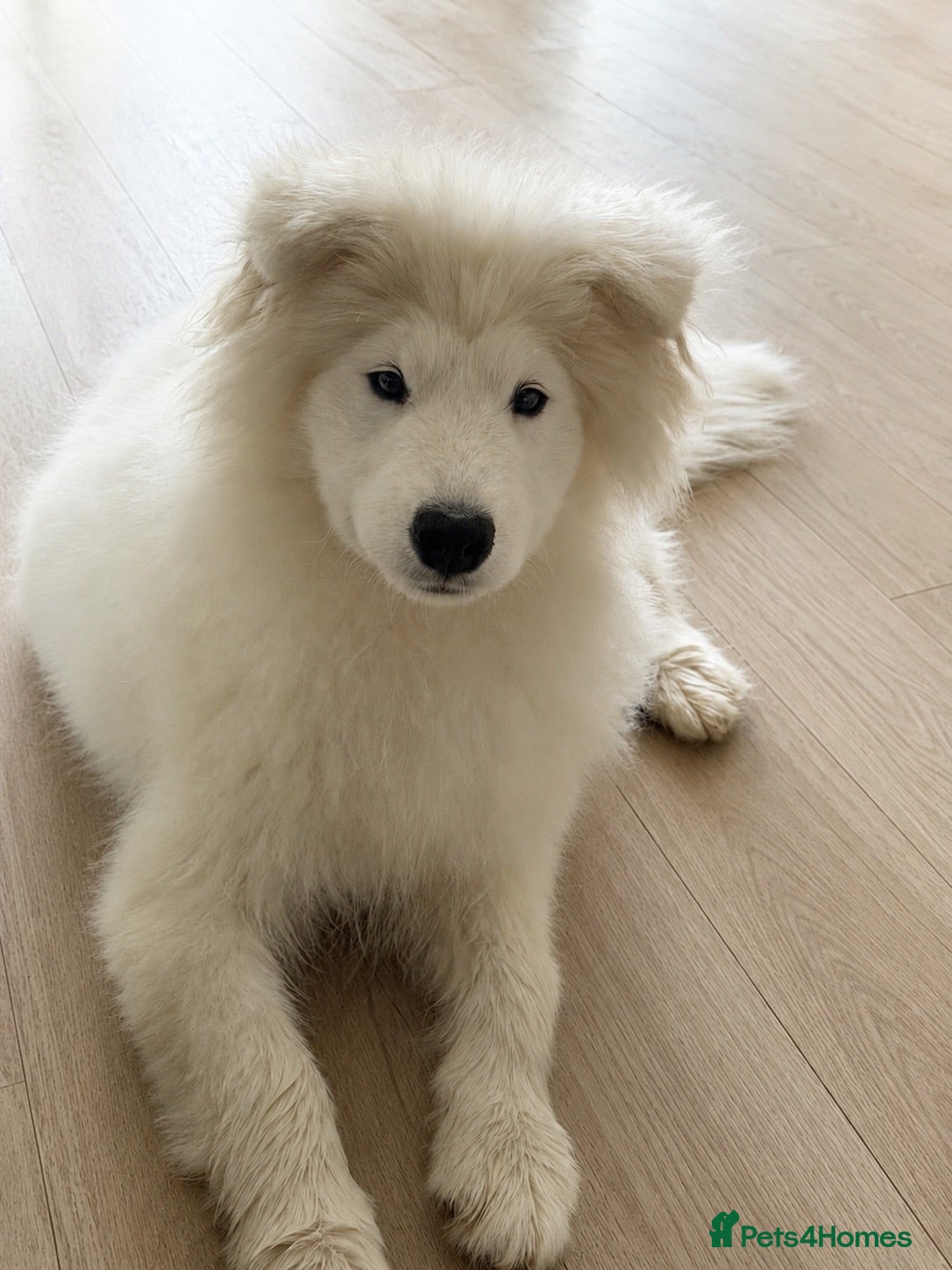 Samoyed dogs Beautiful Samoyed female puppy kc - Advert 10