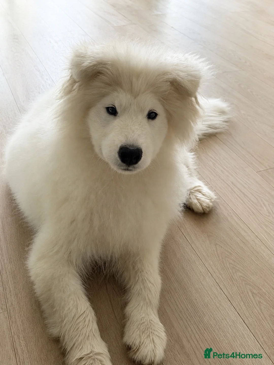 Samoyed dogs for sale: Beautiful Samoyed female puppy kc - Advert 1