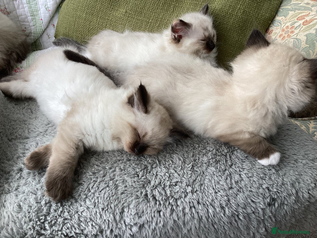 Ragdoll cats for sale: Adorable Ragdoll Kittens - Image 37