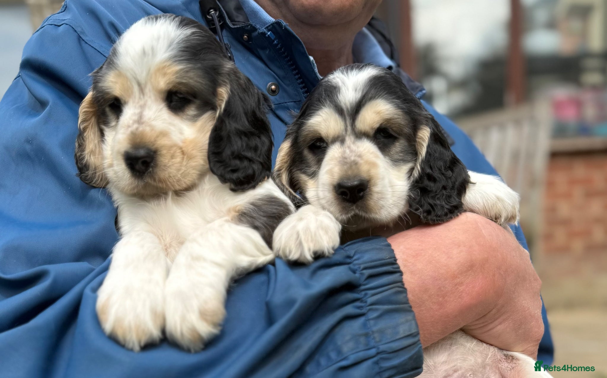 Cocker Spaniel dogs LEMON and SABLE ROAN Show Cocker Spaniels  - Advert 2