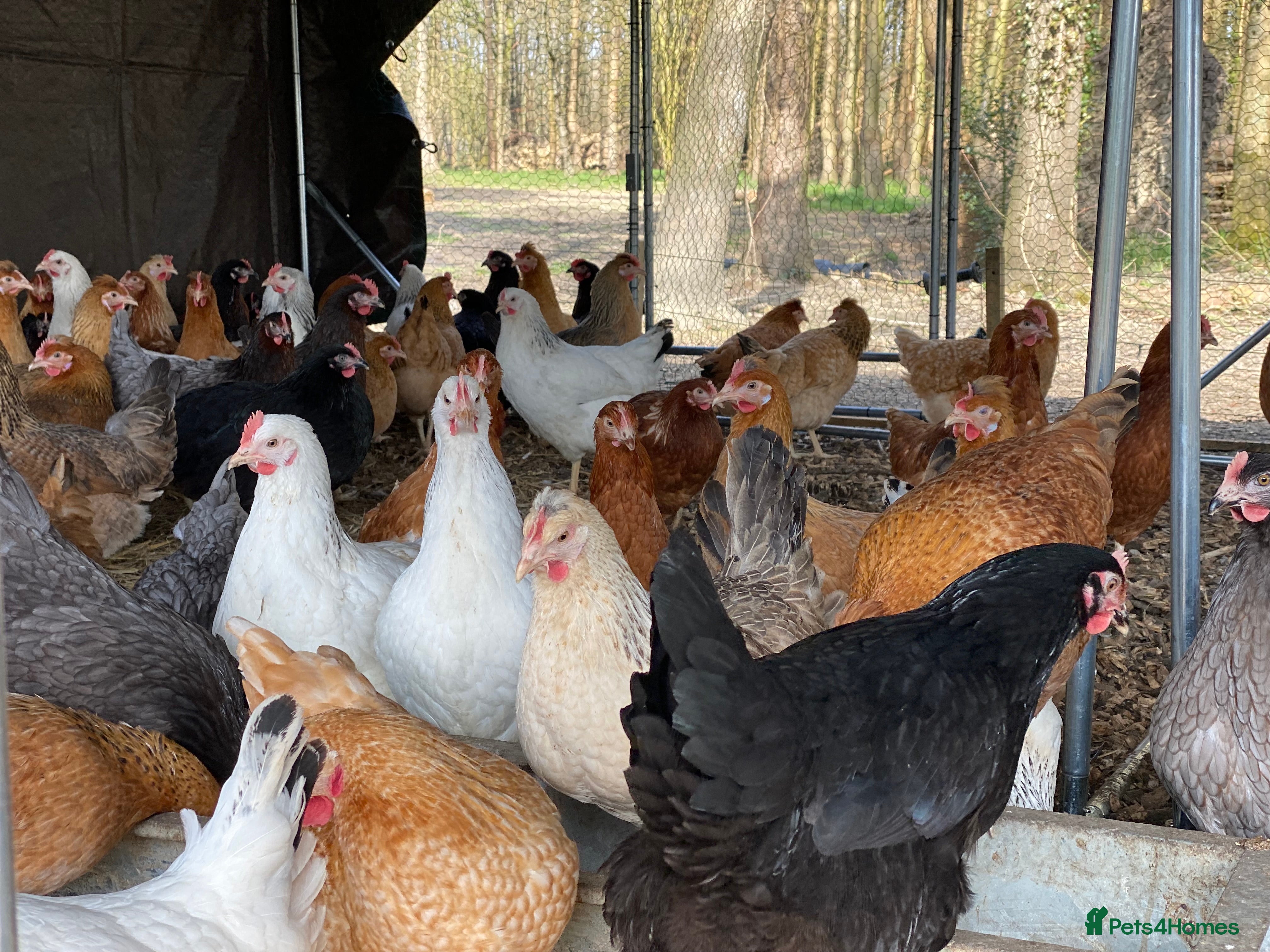 Chickens poultry POL Chickens - 12 Breeds To Choose - Available Now - Advert 9