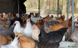 Chickens poultry for sale: POL Chickens - 12 Breeds To Choose - Available Now - Image 1