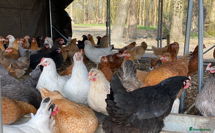 Chickens poultry - Advert 1