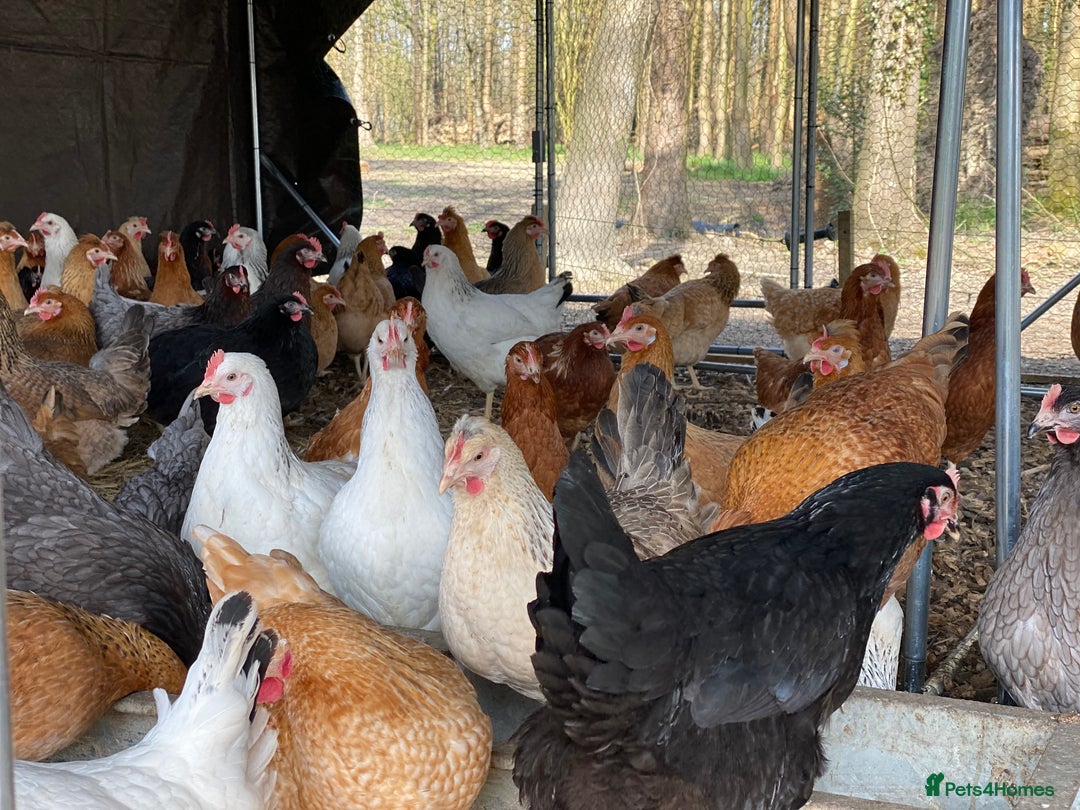 Chickens poultry for sale: POL Chickens - 12 Breeds To Choose - Available Now - Image 1