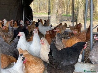 Chickens poultry - Advert 33