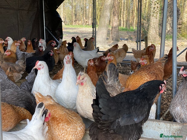 Chickens poultry - Advert 8