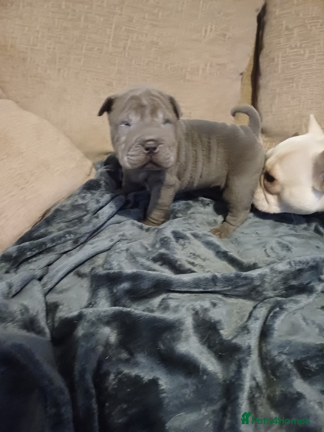 Shar Pei dogs for sale: Only 3 left beautiful pups ready to leave  - Advert 13