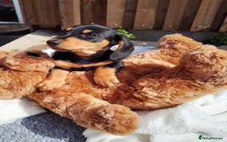Miniature Dachshund dogs for sale: Mini dachshund  - Image 22