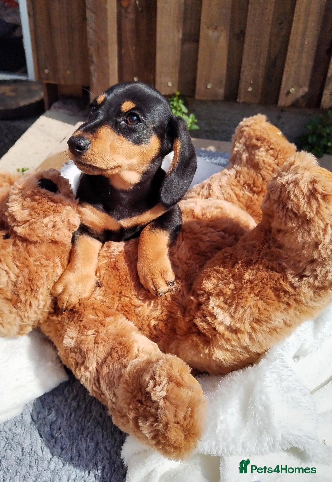 Miniature Dachshund dogs for sale: Mini dachshund  - Image 22