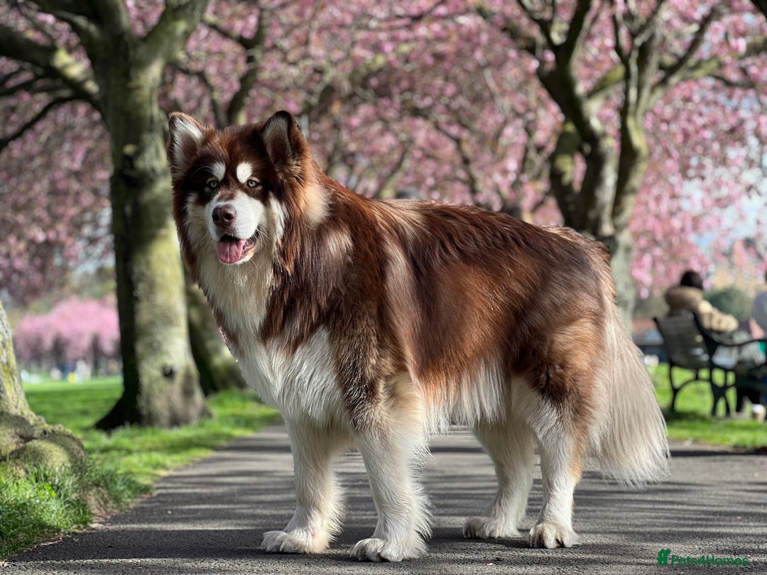 Alaskan Malamute dogs for stud: Handsome boy for stud - Advert 2