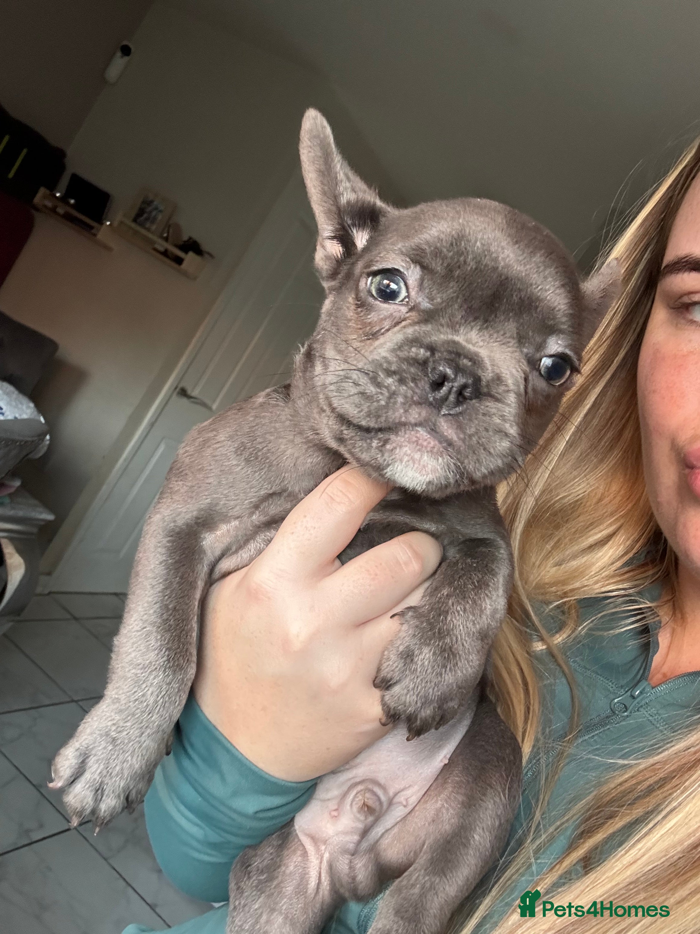 French Bulldog dogs French bulldog puppies 1 LEFT - Advert 13