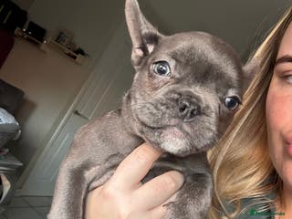 French Bulldog dogs French bulldog puppies 1 LEFT - Advert 21