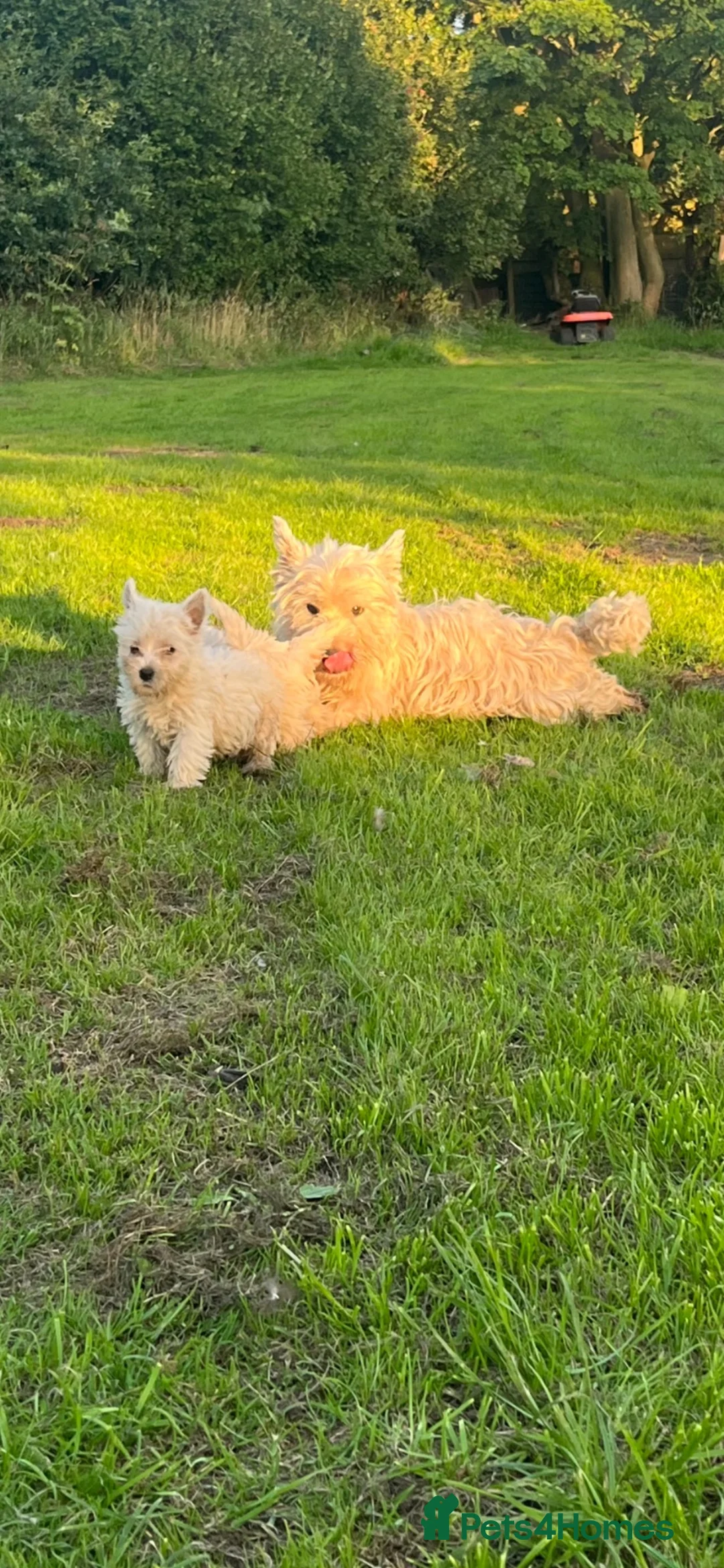 West Highland Terrier dogs for sale: Kc registered Westie pups - Advert 5