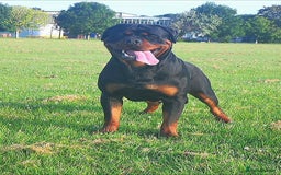 Rottweiler dogs for sale: Rottweiler  - Image 13