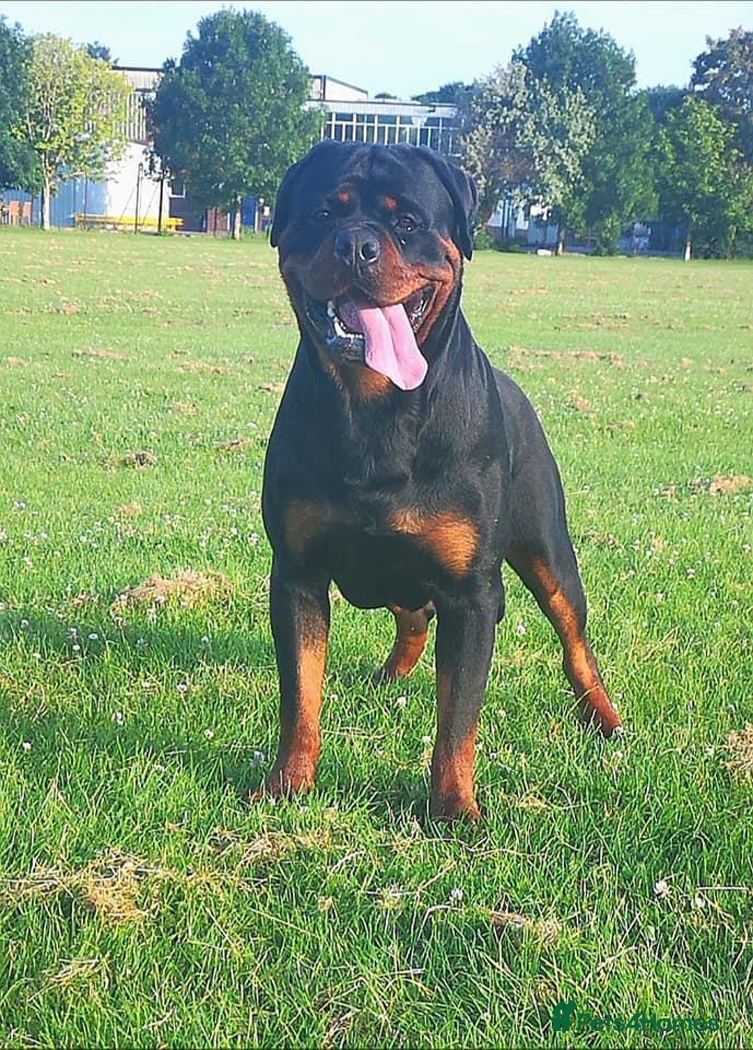 Rottweiler dogs for sale: Rottweiler  - Image 13