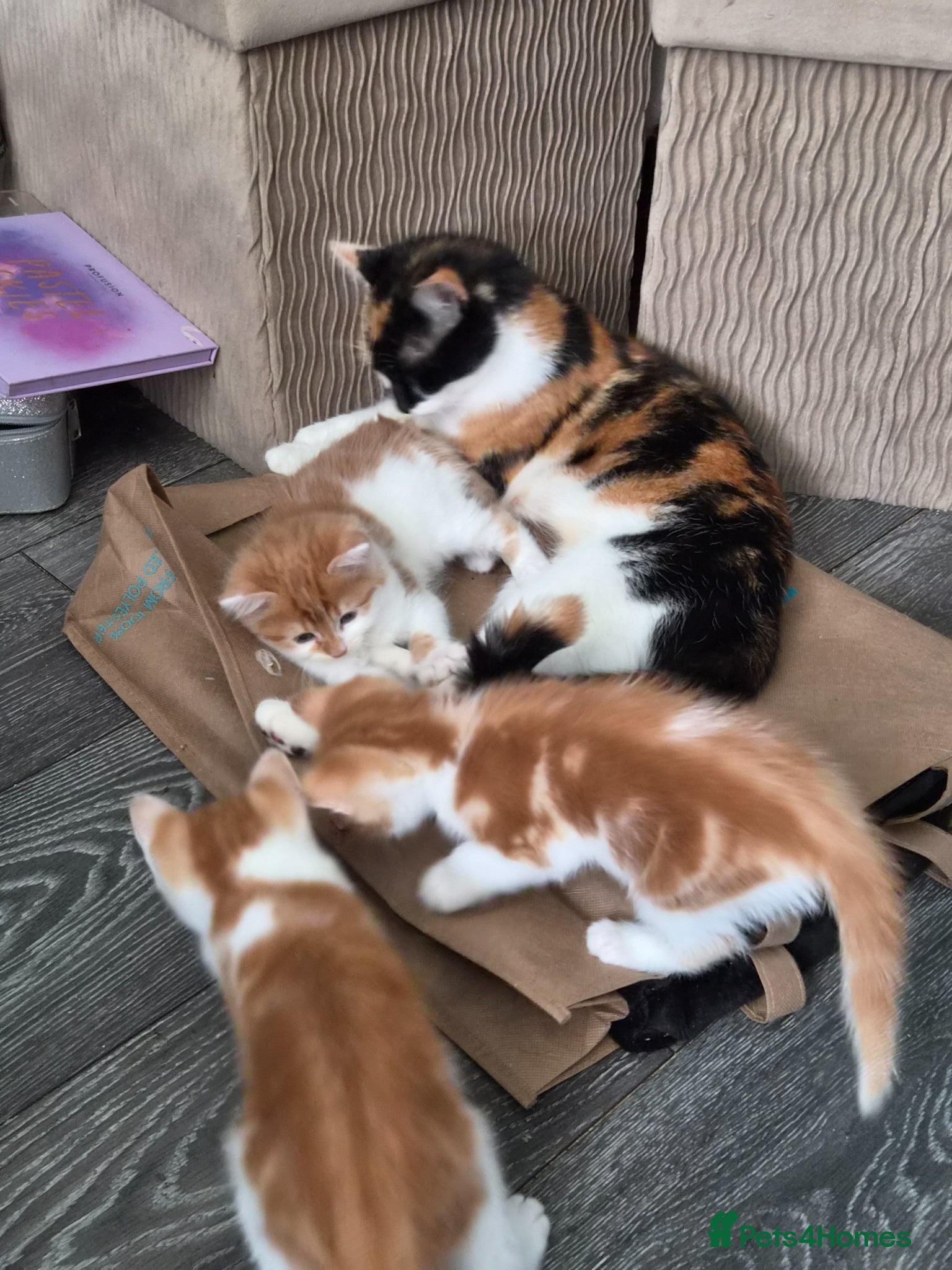 Maine Coon cats 3 gorgeous orange and white boys - Advert 11