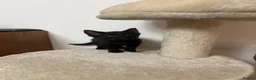 Mixed Breed cats for sale: 3 black kittens (boys) - Advert 14