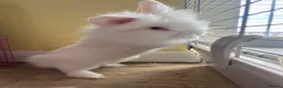 Lionhead rabbits for sale: 3 beautiful lion heads  - Advert 2