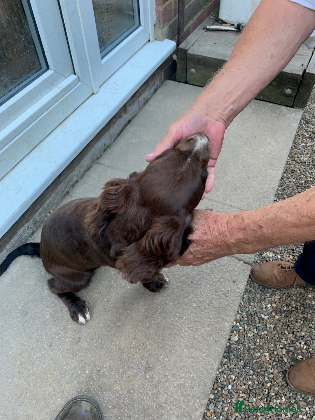 Cocker Spaniel dogs for sale: Working Cocker Spaniel puppies in Bexhill-on-Sea - Image 6