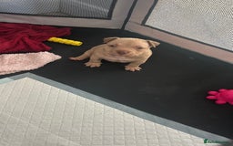 American Bully dogs for sale: Pocket bully puppies *2 females left* - Image 2