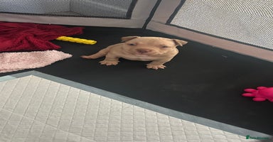 American Bully dogs - Advert 3