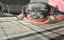 Miniature Dachshund dogs for sale: 🐾 Miniature Dachshund Puppies for Sale 🐾 - Image 6