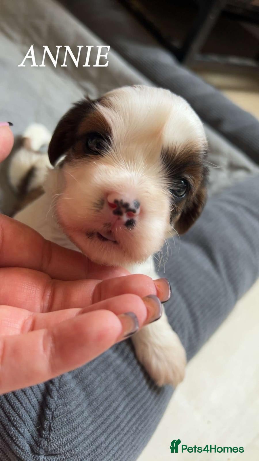 Cava Tzu dogs for sale: Gorgeous F1 Cava tzu puppies  - Advert 4