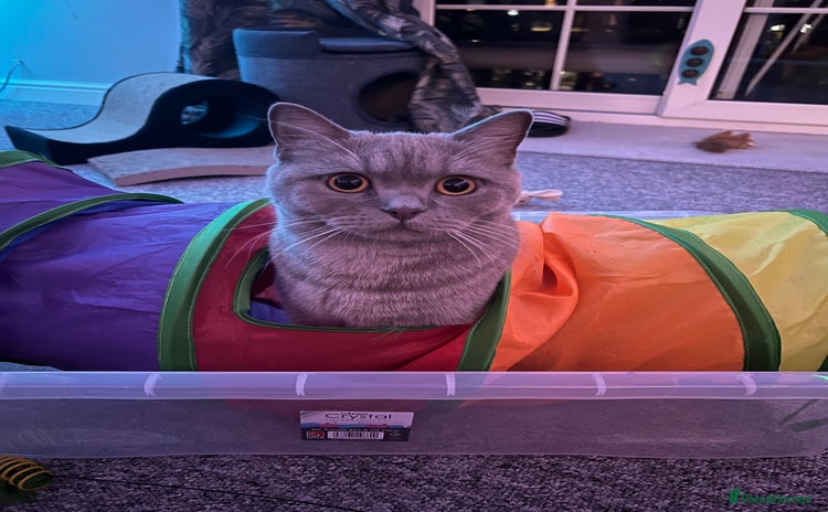 British Shorthair cats - Advert 14