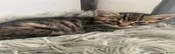 Bengal cats for sale: Gorgeous Bengal/khao manee kittens  - Advert 13