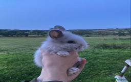 Lionhead rabbits for sale: lionheads for sale, ONE LEFT   in Holsworthy - Image 2