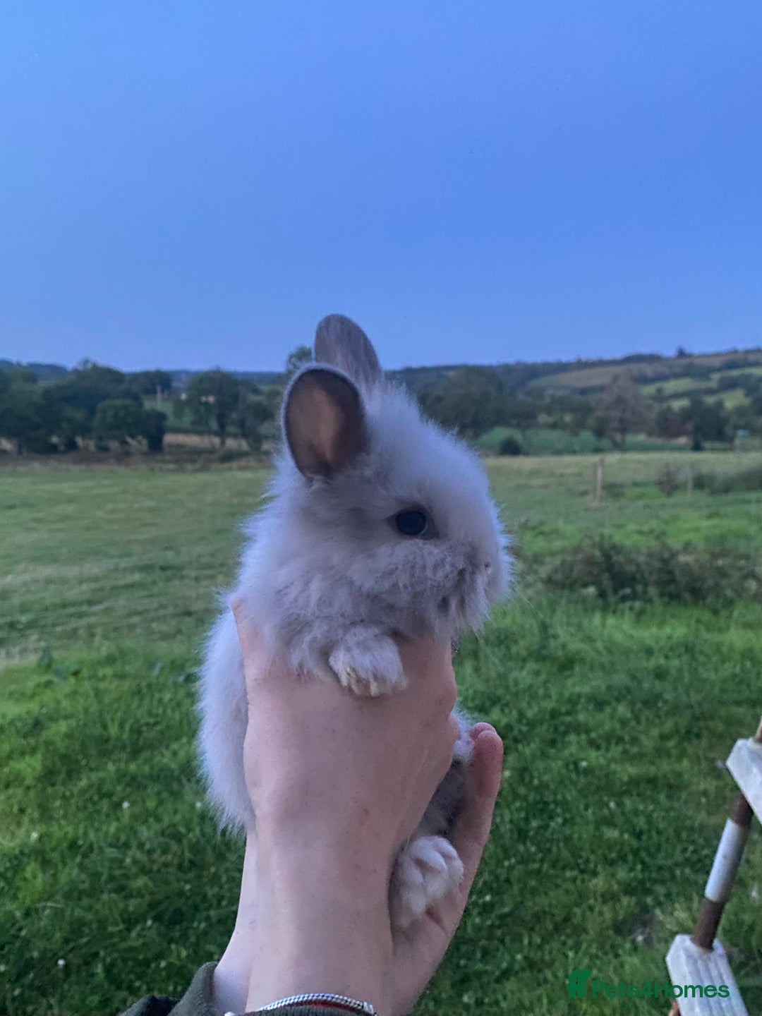 Lionhead rabbits for sale: lionheads for sale, ONE LEFT   in Holsworthy - Image 2
