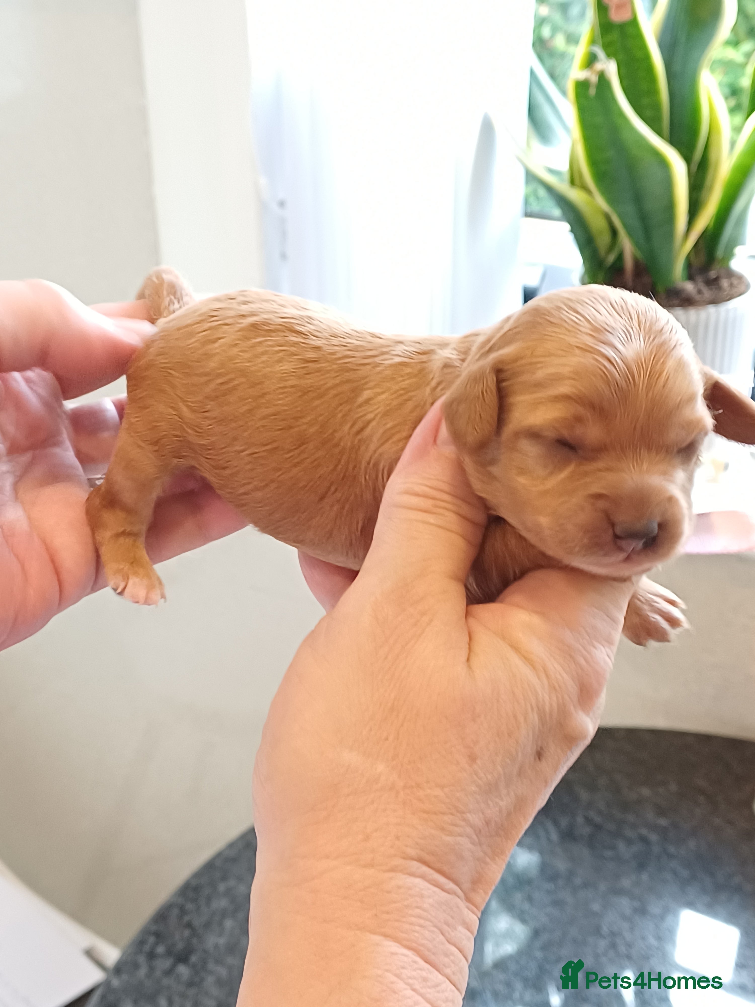 Cavapoo dogs BEAUTIFUL FIB CAVAPOO BORN 26/6/26 - Advert 2