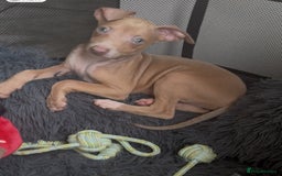 Italian Greyhound dogs for sale: KC Italian Greyhounds - 1 girl and 1 boy available - Image 7