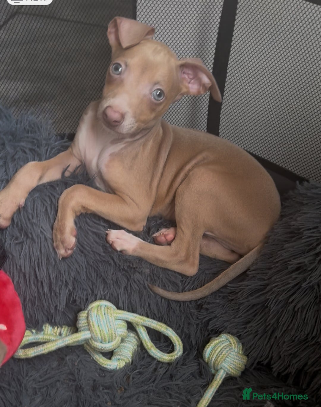 Italian Greyhound dogs for sale: KC Italian Greyhounds - 1 girl and 1 boy available - Image 7