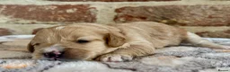 Cavapoo dogs for sale: F1 cavapoos  - Advert 15